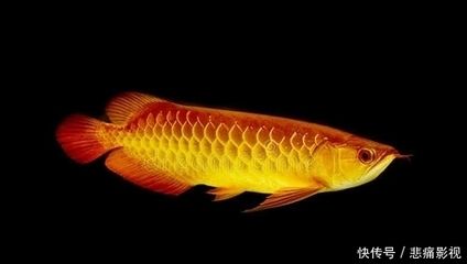 龍魚怎么檢疫：龍魚常見疾病的預防措施， 龍魚怎么檢疫：龍魚常見疾病的預防措施， 龍魚百科 第4張