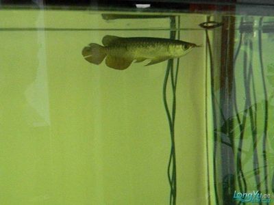 龍魚(yú)水霉病治療