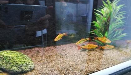 生肖龍養什么魚好養一點，：生肖龍養什么魚好養