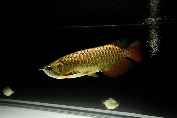 金龍魚是哪個(gè)地方的魚