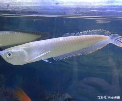 白子銀龍魚苗最佳喂食時間，白子銀龍魚苗喂食頻率調整，白子銀龍魚苗適宜飼料選擇 白子銀龍魚苗最佳喂食時間，白子銀龍魚苗喂食頻率調整，白子銀龍魚苗適宜飼料選擇 龍魚百科 第5張