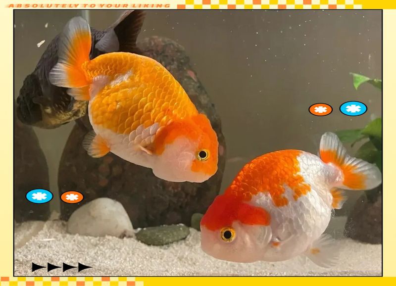 金魚最愛吃的10個水果