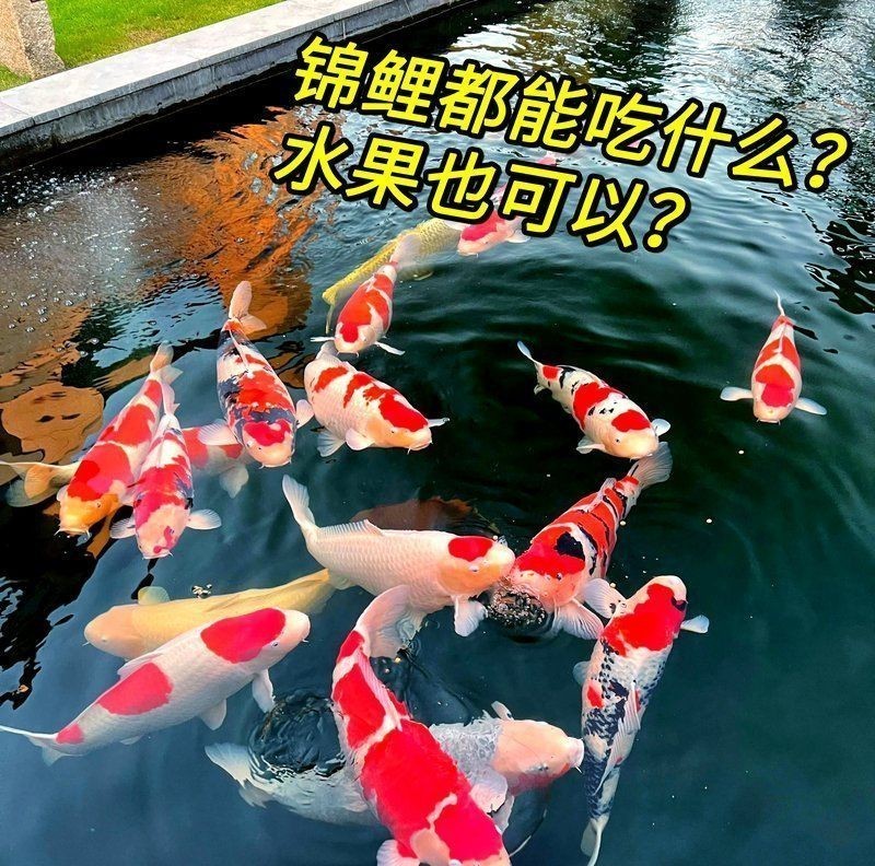 金魚最愛吃的10個水果