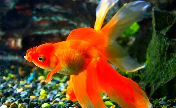 金魚最愛吃的10個水果