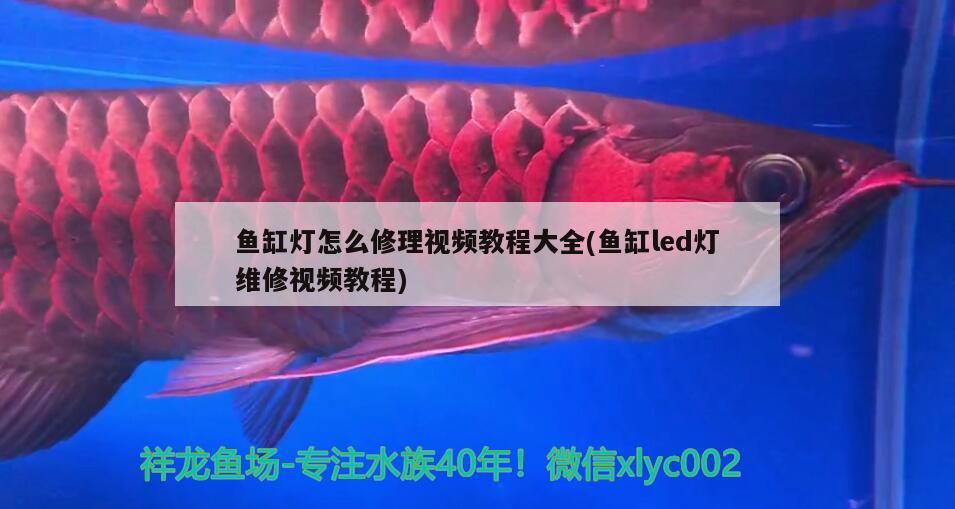 魚(yú)缸燈怎么修理視頻教程大全(魚(yú)缸led燈維修視頻教程) 魚(yú)缸燈怎么修理視頻教程大全(魚(yú)缸led燈維修視頻教程) 龍魚(yú)百科