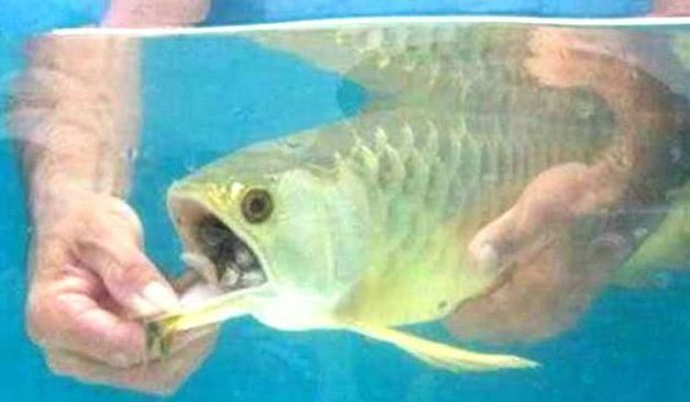 金龍魚變金色過程（金龍魚發色加速方法,如何改善金龍魚水質）