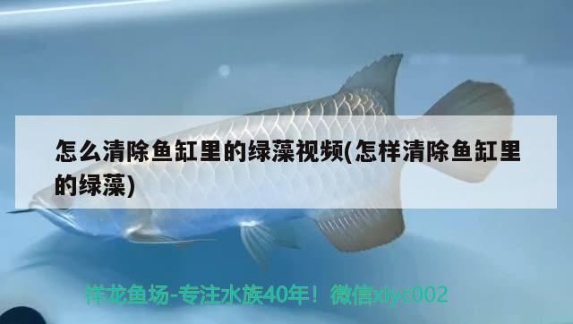 魚缸里多久換水（如何判斷魚缸水質好壞）