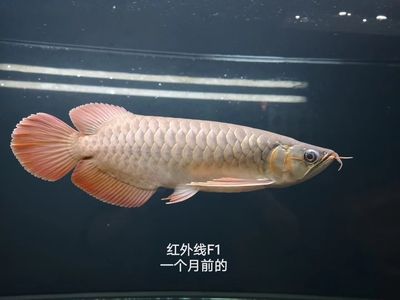 紅龍魚哪個品牌好一點的：紅龍魚哪個品牌好 紅龍魚哪個品牌好一點的：紅龍魚哪個品牌好 龍魚百科 第2張