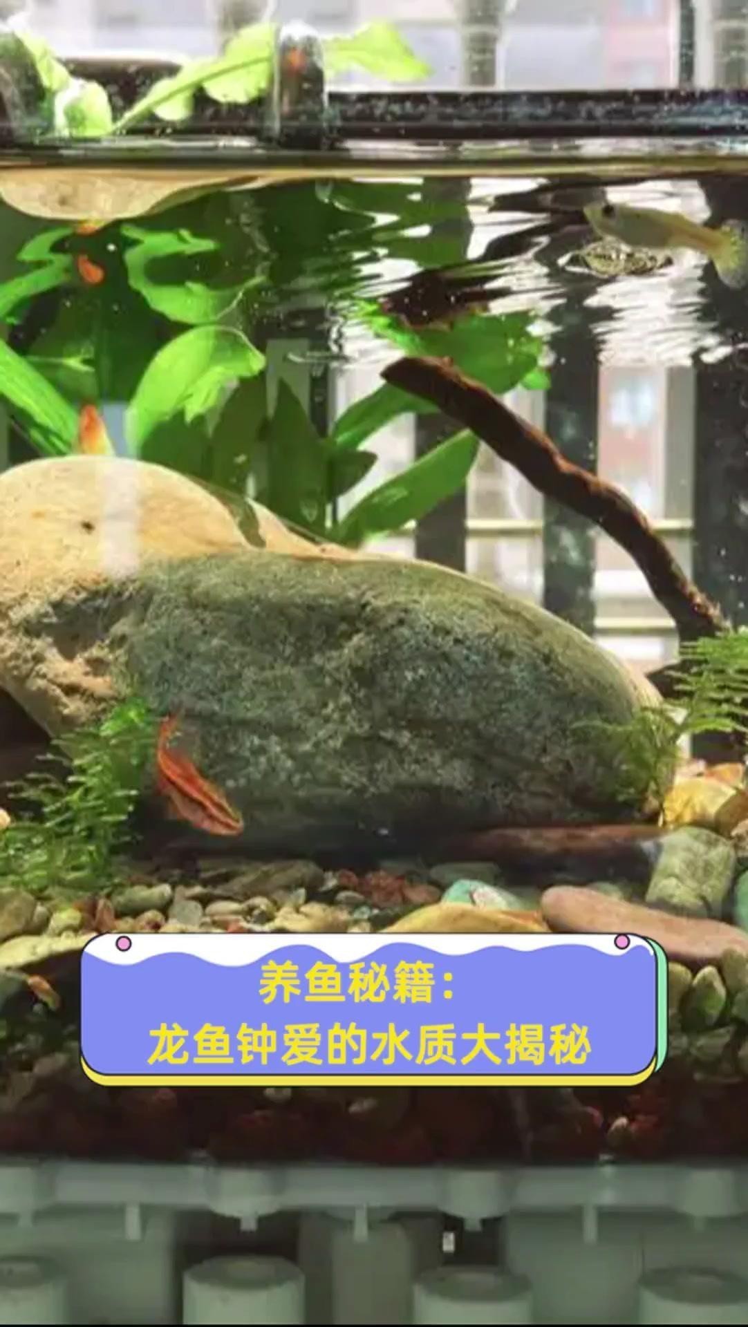 如何設置銀龍魚缸的pH值？ 如何設置銀龍魚缸的pH值？ 龍魚百科 第7張