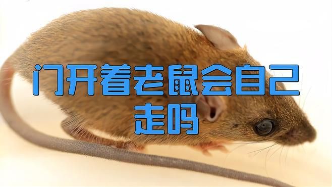 老鼠進了家就不會出去嗎