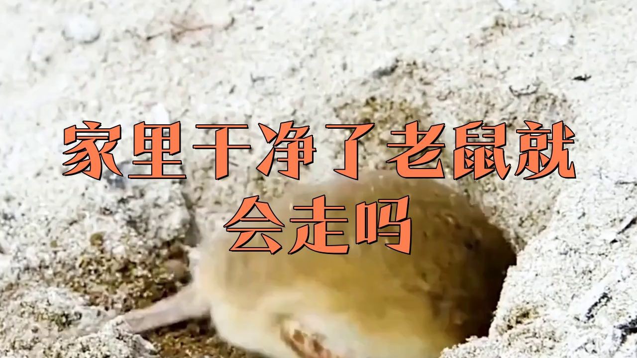 老鼠進了家就不會出去嗎