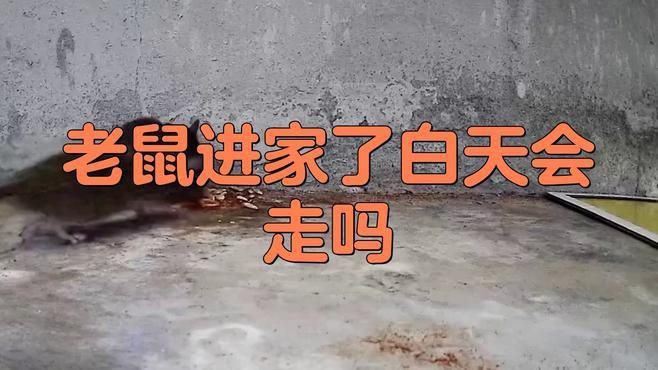 老鼠進了家就不會出去嗎