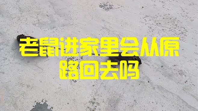 老鼠進了家就不會出去嗎