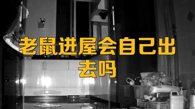 老鼠進了家就不會出去嗎