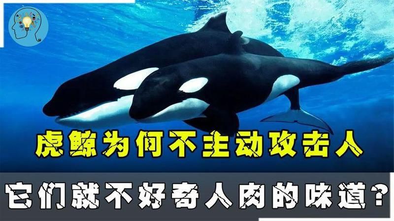 鯨魚(yú)為什么不傷害人類(lèi) 龍魚(yú)百科 第9張 鯨魚(yú)為什么不傷害人類(lèi) 鯨魚(yú)為什么不傷害人類(lèi) 龍魚(yú)百科 第9張