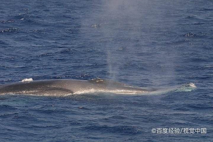 鯨魚(yú)為什么不傷害人類(lèi) 龍魚(yú)百科 第7張 鯨魚(yú)為什么不傷害人類(lèi) 鯨魚(yú)為什么不傷害人類(lèi) 龍魚(yú)百科 第7張