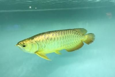 金龍魚幼崽魚苗的外觀特點：金龍魚幼崽魚苗的外觀特征