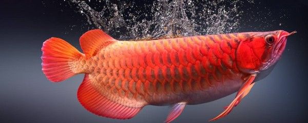 紅龍魚喂食注意事項和禁忌是什么，紅龍魚喂食注意事項