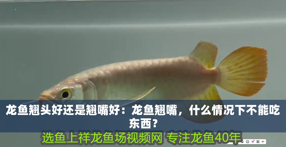 龍魚(yú)翹頭好還是翹嘴好：龍魚(yú)翹嘴，什么情況下不能吃東西？