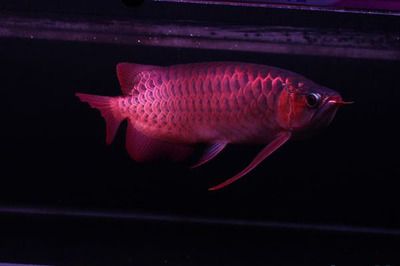 紅龍魚粗框好還是細框好（粗框紅龍魚和細框紅龍魚的區分）