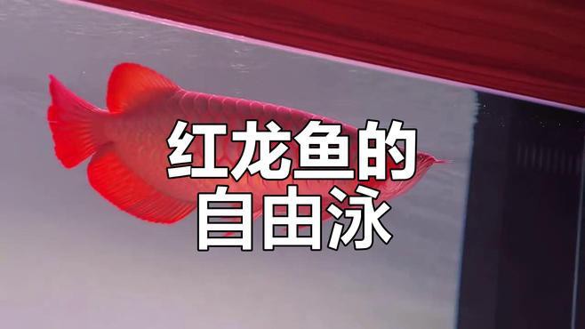 紅龍魚(yú)貴不貴怎么看圖片