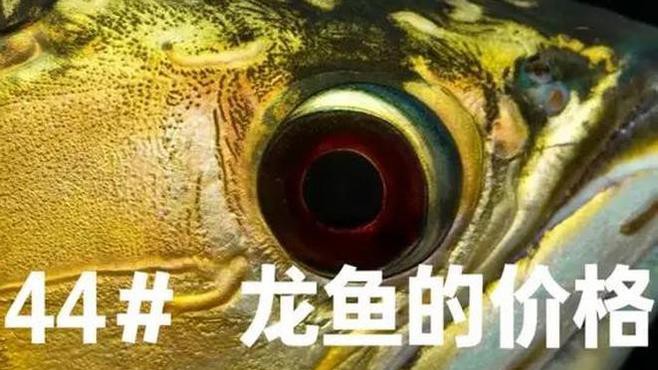 紅龍魚(yú)貴不貴怎么看圖片