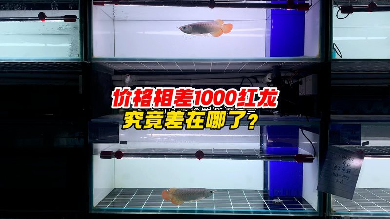 紅龍魚(yú)貴不貴怎么看圖片