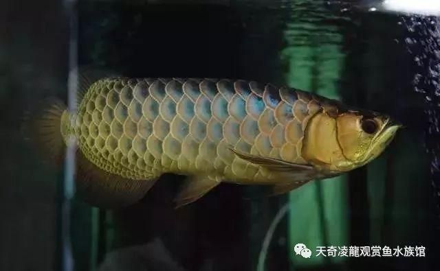 金龍魚訓食（金龍魚的飲食調整）