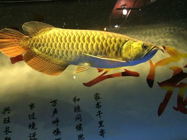 金龍魚詩(shī)句：關(guān)于金龍魚的詩(shī)句