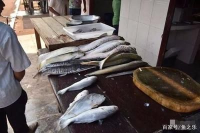 龍魚喂什么魚最好吃視頻：龍魚喂什么魚最好吃龍魚喂養(yǎng)視頻教程龍魚喂養(yǎng)視頻教程