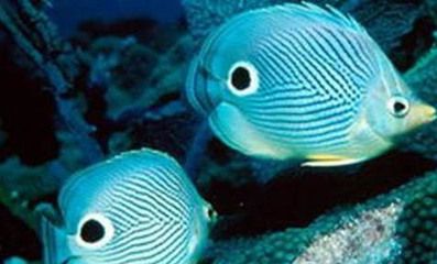 魚缸用增氧泵價格是多少:魚缸增氧機-xtrac增氧機-xtrac增氧機 龍魚體表有白色棉絮狀(龍魚體表出現白色棉絮狀物可能由多種原因引起) 龍魚百科 龍魚體表有白色棉絮狀(龍魚體表出現白色棉絮狀物可能由多種原因引起) 龍魚體表有白色棉絮狀(龍魚體表出現白色棉絮狀物可能由多種原因引起) 龍魚百科
