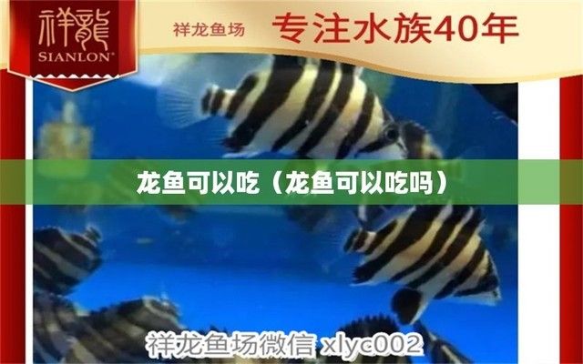 龍魚可以食用嗎（龍魚可以食用嗎？）