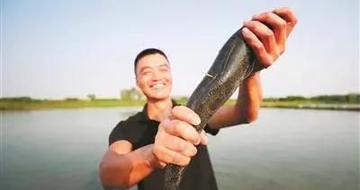 龍魚的芯片在哪里：關于龍魚芯片的詳細解釋 龍魚的芯片在哪里：關于龍魚芯片的詳細解釋 龍魚百科 第5張