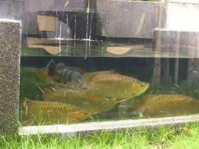 龍魚愛在缸底游動：為什么龍魚愛在缸底游動？