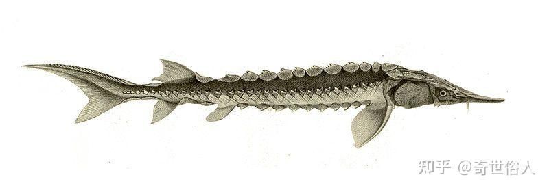 龍魚浮在水面角落不動：龍魚在水面角落不動可能是由多種因素引起的，飼養者應采取相應措施