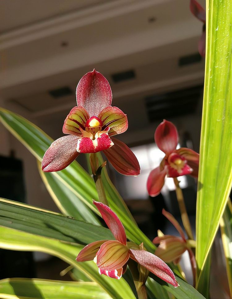 紅龍字蘭花的養(yǎng)殖注意事項