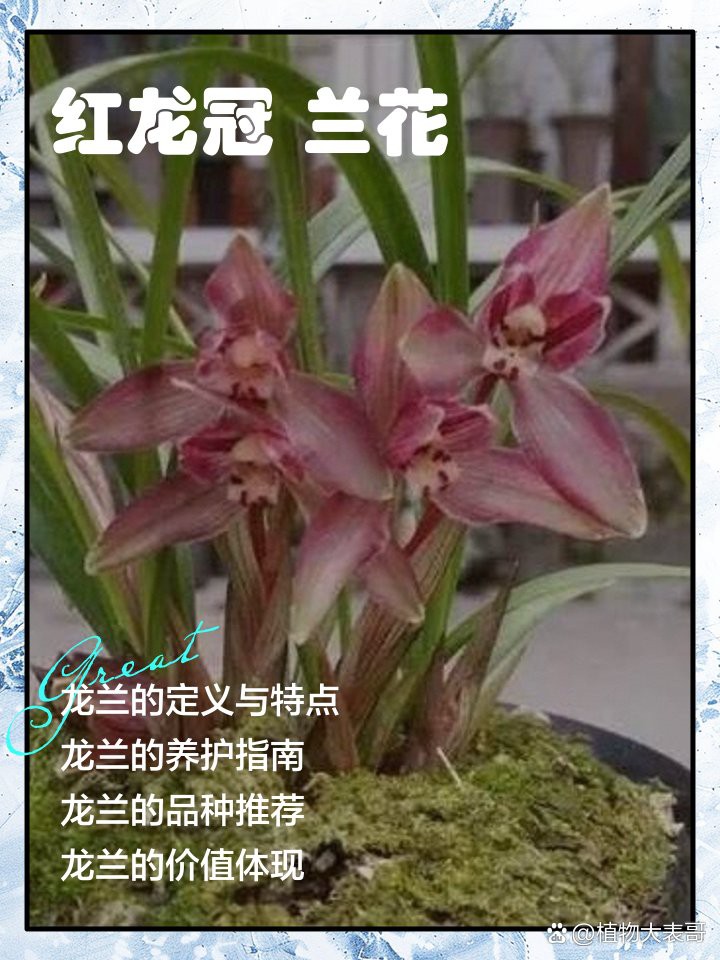 紅龍字蘭花的養(yǎng)殖注意事項