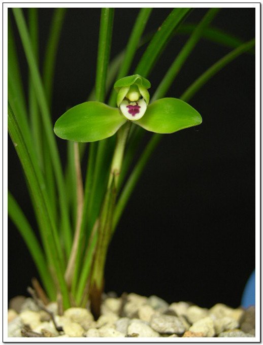 紅龍字蘭花的養(yǎng)殖注意事項