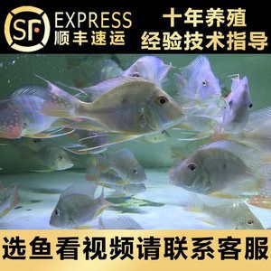 小龍魚用什么燈照比較好養：小龍魚用什么燈比較好養