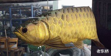 金龍魚好壞怎么看出來：如何鑒別金龍魚品質