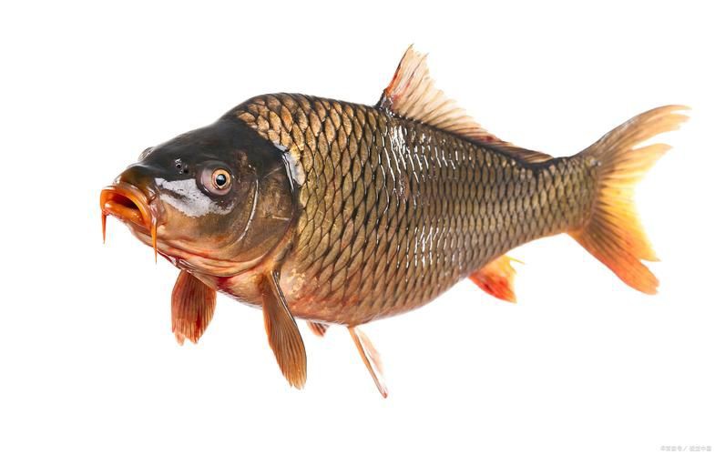 鯉魚圖片