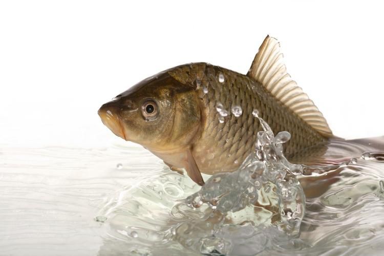 鯉魚圖片