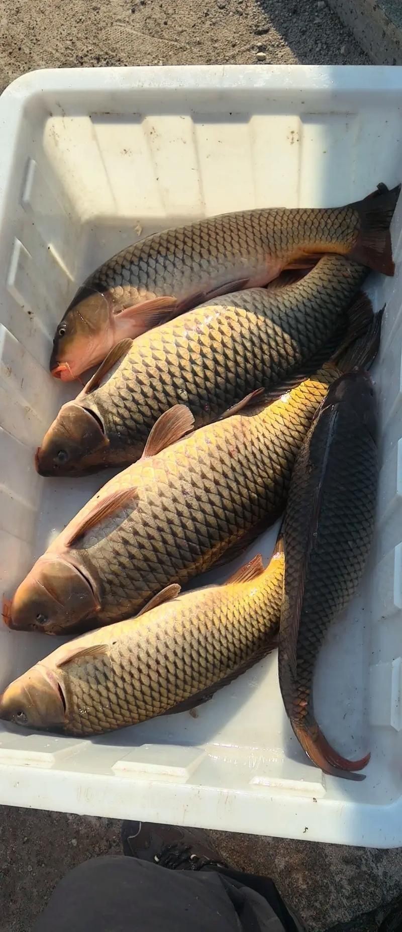 鯉魚圖片