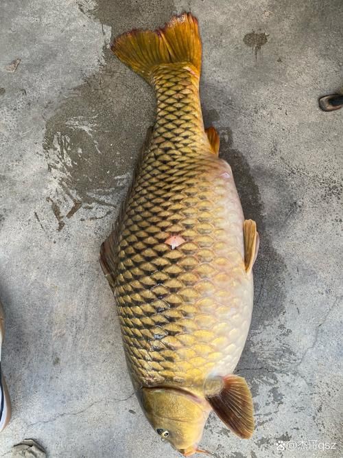 鯉魚圖片