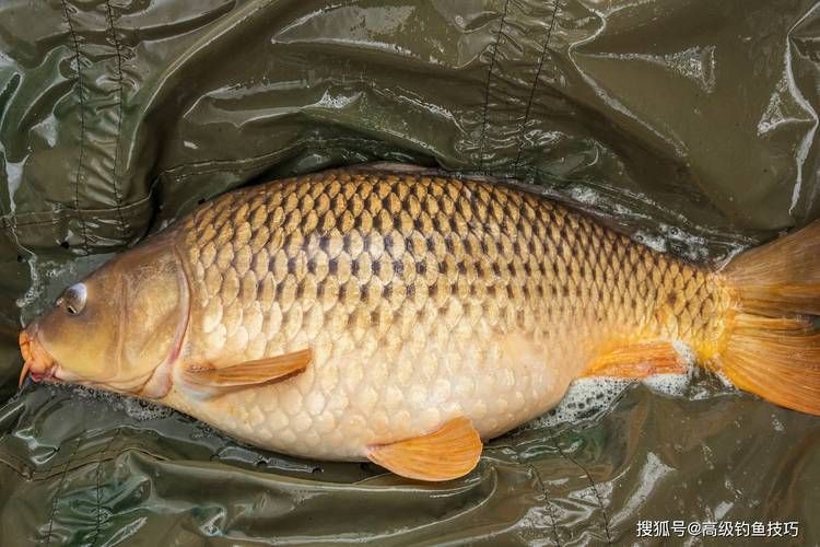鯉魚圖片