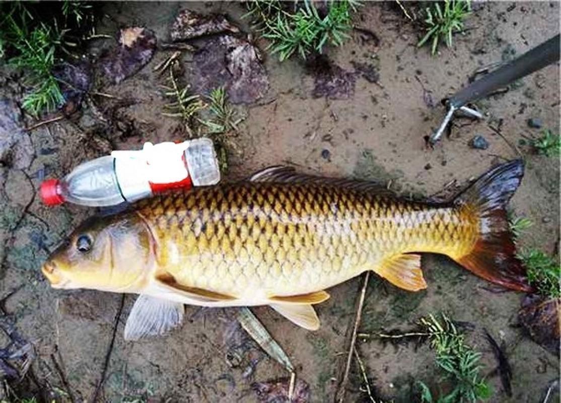 鯉魚圖片