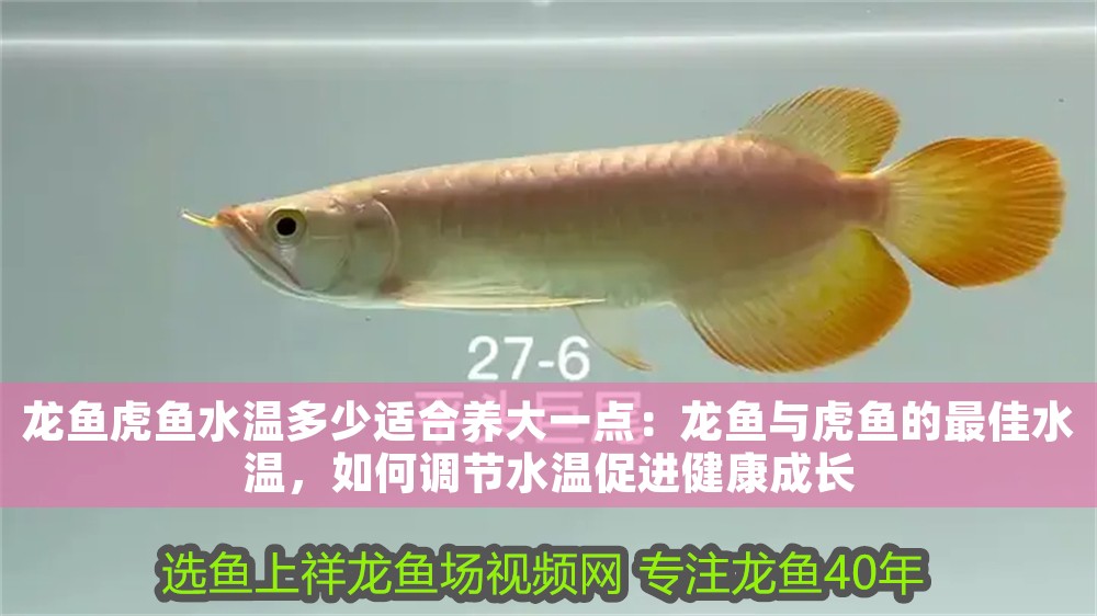 龍魚虎魚水溫多少適合養大一點：龍魚與虎魚的最佳水溫，如何調節水溫促進健康成長