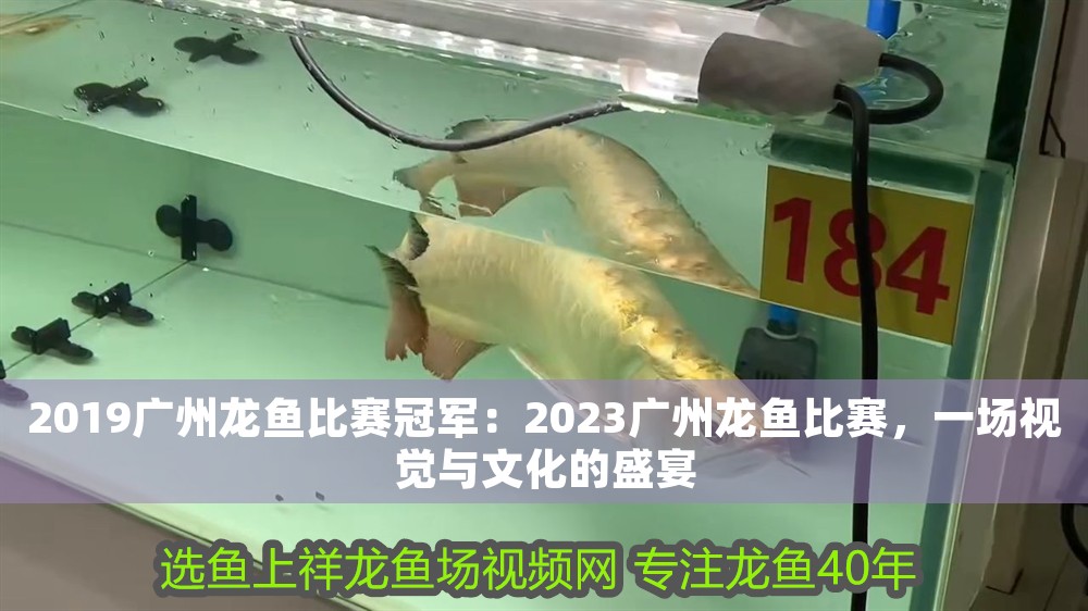 2019廣州龍魚(yú)比賽冠軍：2023廣州龍魚(yú)比賽，一場(chǎng)視覺(jué)與文化的盛宴