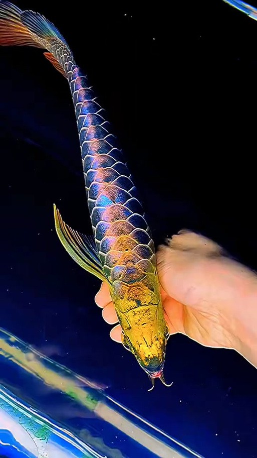 如何區(qū)分紫底和藍(lán)底過(guò)背金龍魚(yú)? 龍魚(yú)百科 第4張 如何區(qū)分紫底和藍(lán)底過(guò)背金龍魚(yú)? 如何區(qū)分紫底和藍(lán)底過(guò)背金龍魚(yú)? 龍魚(yú)百科 第4張