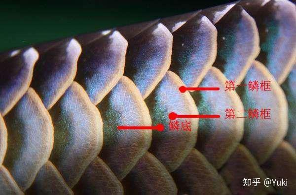 如何區(qū)分紫底和藍(lán)底過(guò)背金龍魚(yú)？ 如何區(qū)分紫底和藍(lán)底過(guò)背金龍魚(yú)？ 龍魚(yú)百科 第12張